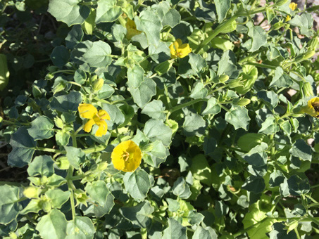 Yellow flowers of Physalis crassifolia var. infundibularis