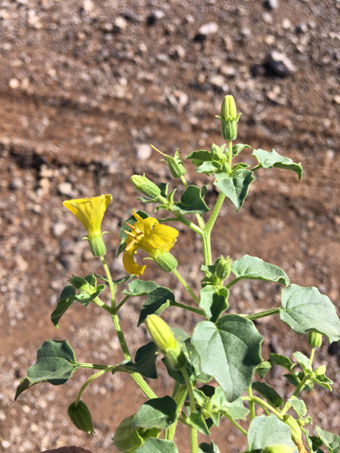 Flores amarillas en forma de embudo de Physalis crassifolia var. infundibularis