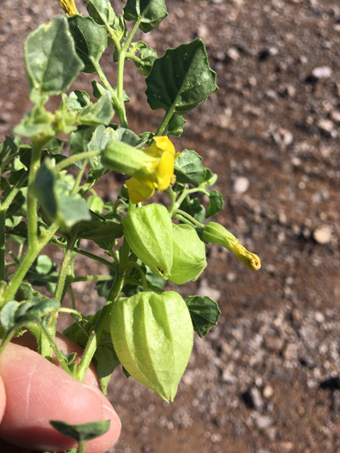 Los sépalos membranosos e inflados de Physalis crassifolia var. infundibularis