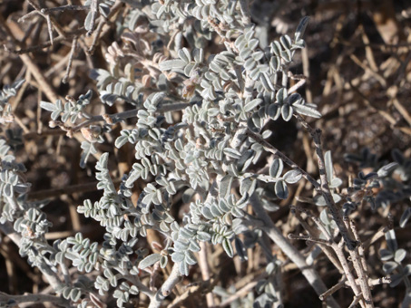 Densely hairy leaves of Dye Bush