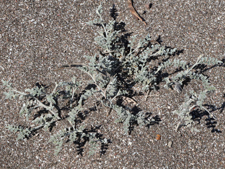 Un brote de Dye bush poking sale de una duna costera