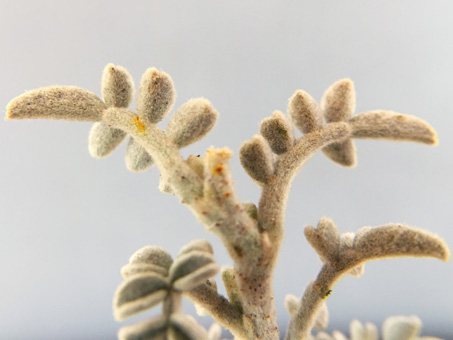 Closeup image of densely hairy leaves of Dye Bush