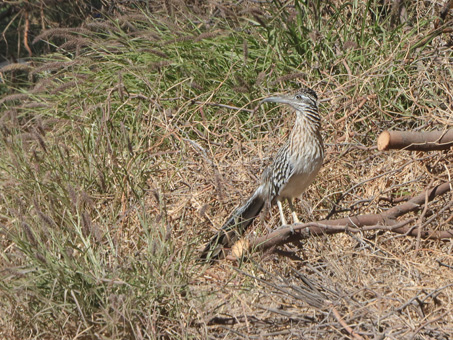 Un correcaminos posado en una rama.