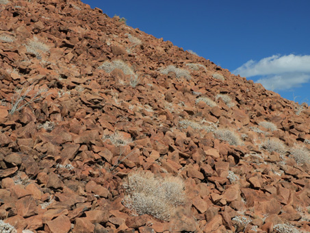 Talus slope with sparse vegetation