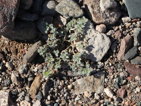 Una planta pequeña de Gulf crinklemat