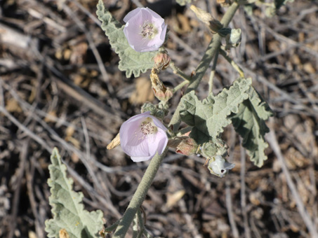 Pale lavender flowers of Sphaeralcea axillaris var. violaceae