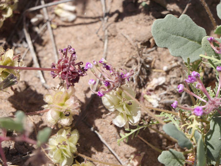 Fruit and old Fruto y flores marchitados de Abronia gracilis