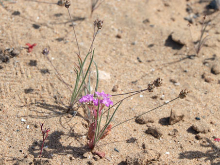 Young Una planta joven de Abronia gracilis plant