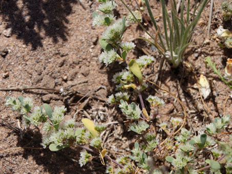 Frost-mat flowers