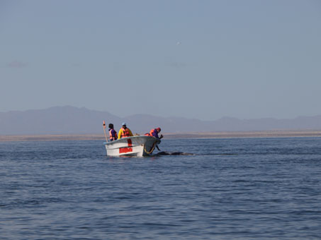 Whale watching