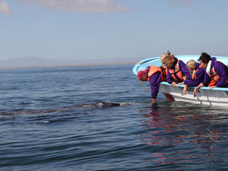 Whale watching