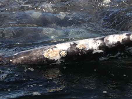 barnacles on whale fin