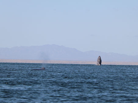 Whale breaching