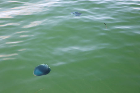 Cannonball jellyfish