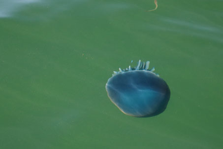 Cannonball jellyfish