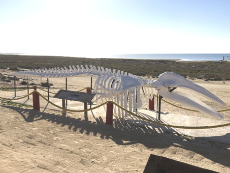 Whale skeleton