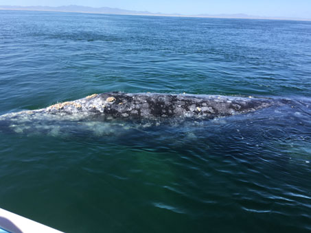 La ballena mira los seres humanos