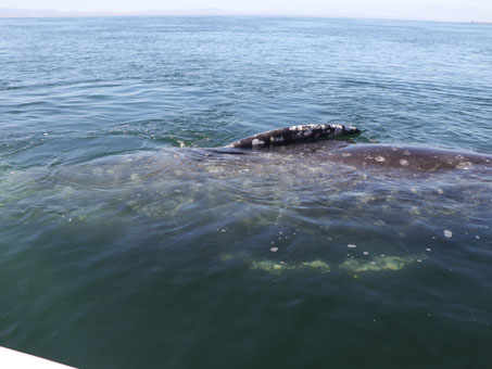 Avistamiento de ballenas