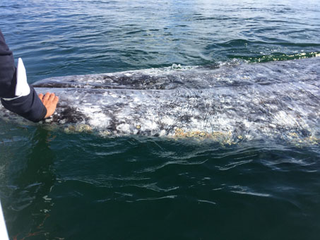 Avistamiento de ballenas