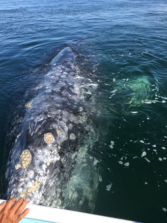 Avistamiento de ballenas