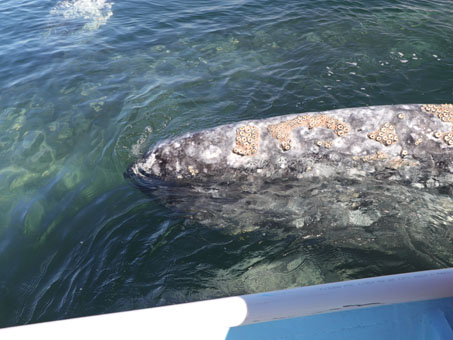 Avistamiento de ballenas