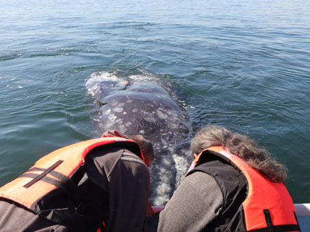 Avistamiento de ballenas