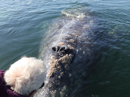 Avistamiento de ballenas