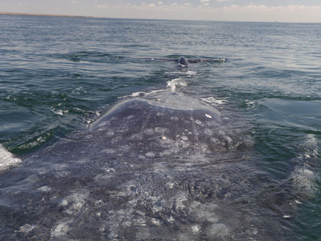 Avistamiento de ballenas