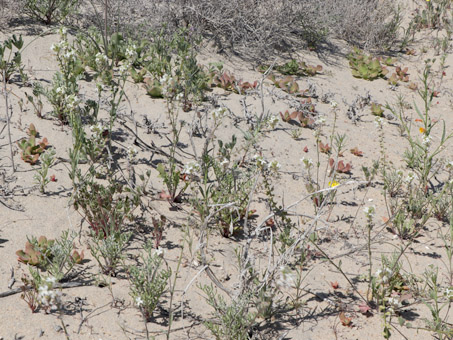 Spectacle-pod plants dominated the scene