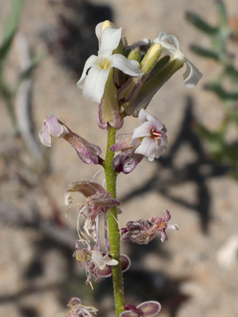 Flores de Spectacle-pod