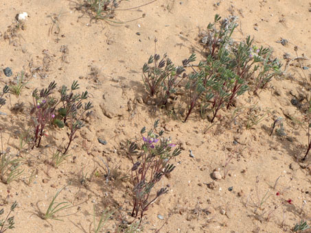 Lupinus concinnus in bloom