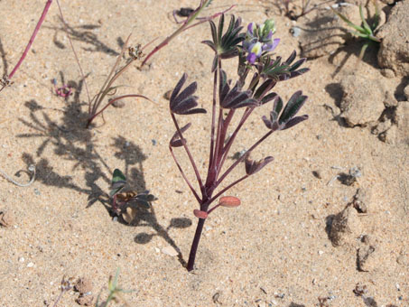 Lupinus concinnus in bloom