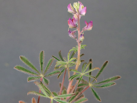 Lupinus concinnus en flor