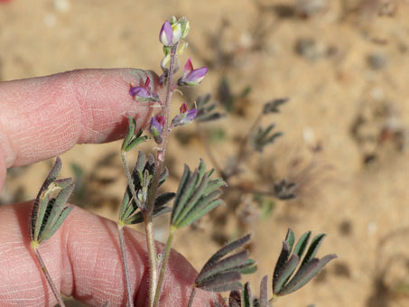 Lupinus concinnus en flor