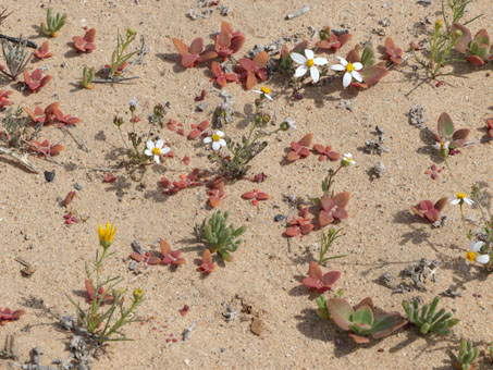 Wildflower mix