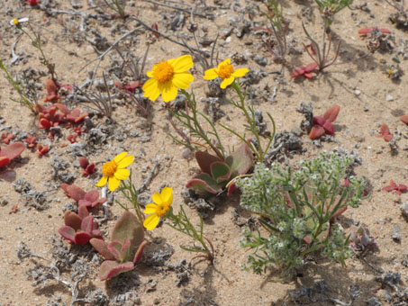 Wildflower mix