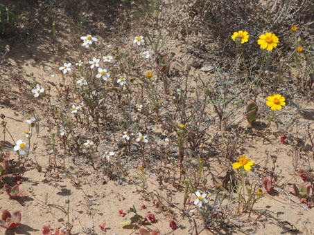 Mixed wildflowers