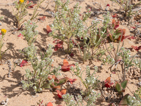 Wildflower mix