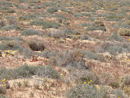 Wildflowers on dunes