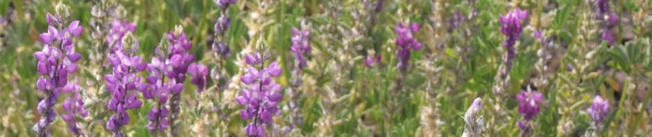 flores de lupino