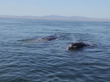 Whale watching