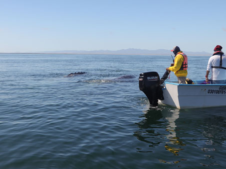 Whale watching