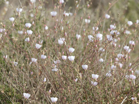 San Quintin Globemallow