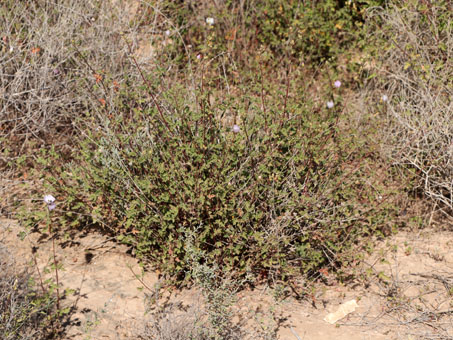 San Quintin Globemallow