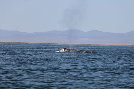 Whale spouting