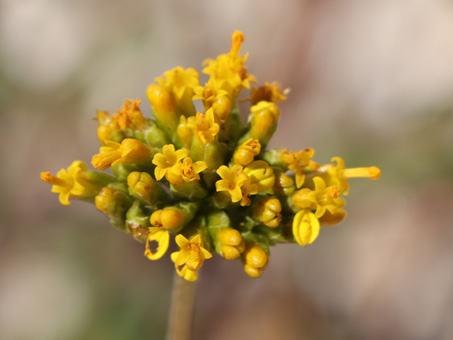 Aldama flowers