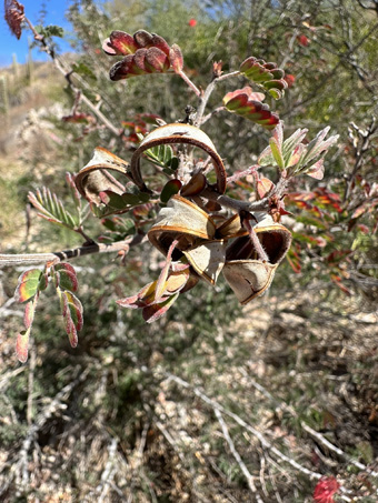 Fairyduster fruit