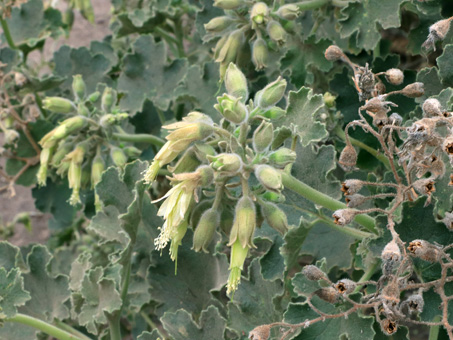 Pega-pega flowers and fruit