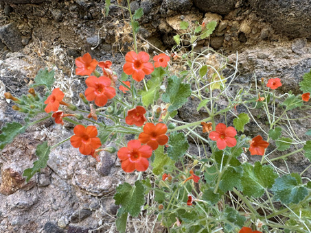 Rock Nettle in flower