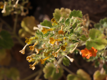 Rock Nettle in flower